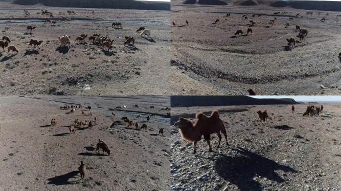 骆驼群在戈壁滩