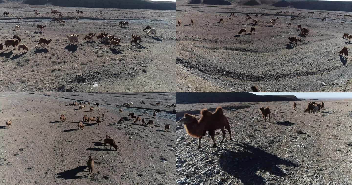 骆驼群在戈壁滩