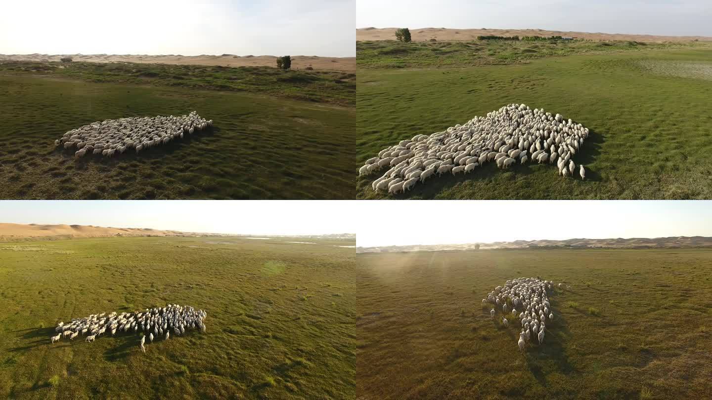 沙漠绿洲上奔跑的羊群