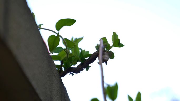 广东农村城市年金银花