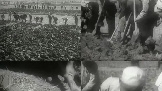 50年代围垦 农业生产劳动 翻土 松土