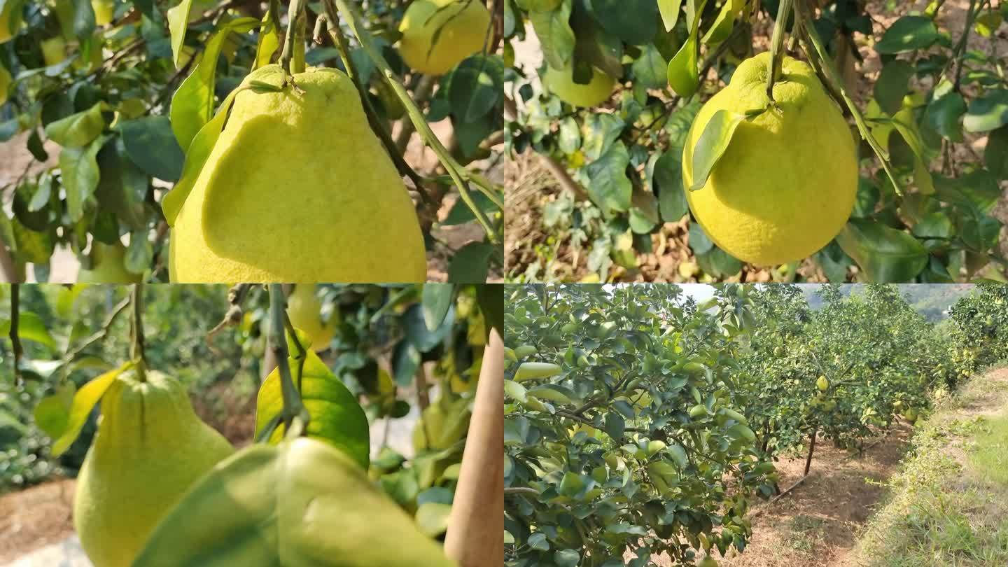 收摘柚果柚子林水果树农民种植沙田柚树果园