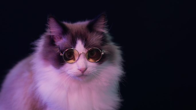 布偶猫戴眼镜炫酷素材