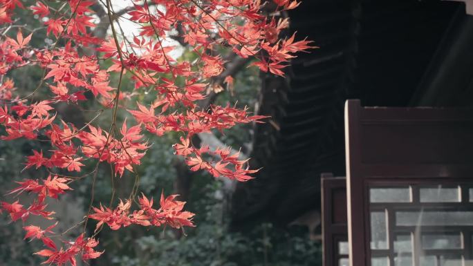 苏州园林 艺圃红枫秋天