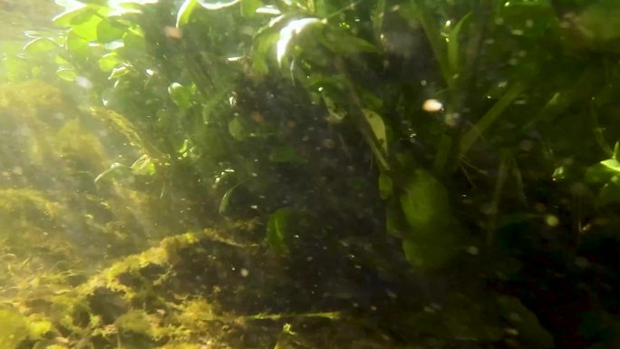 水下摄影水下生态系统 (4)