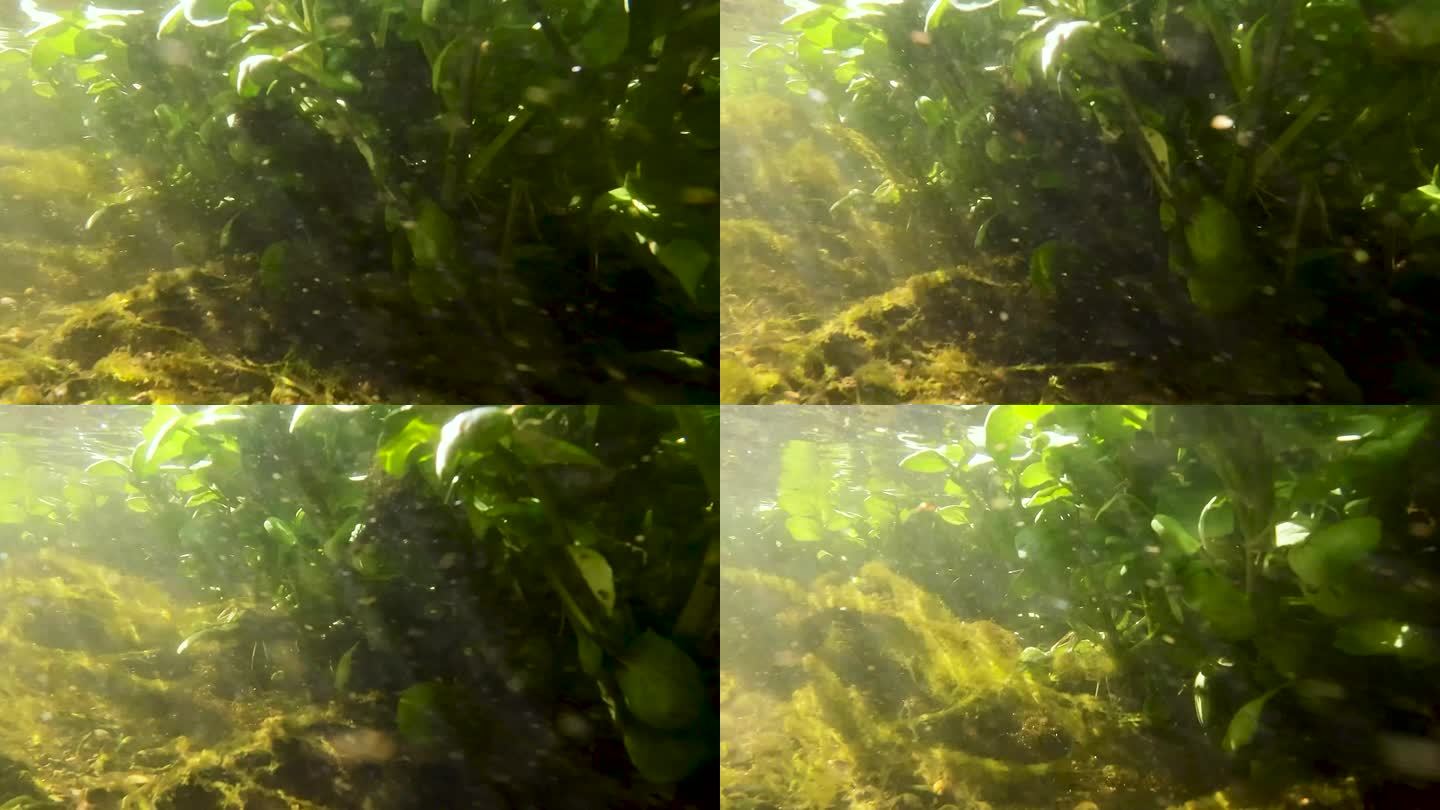 水下摄影水下生态系统 (4)
