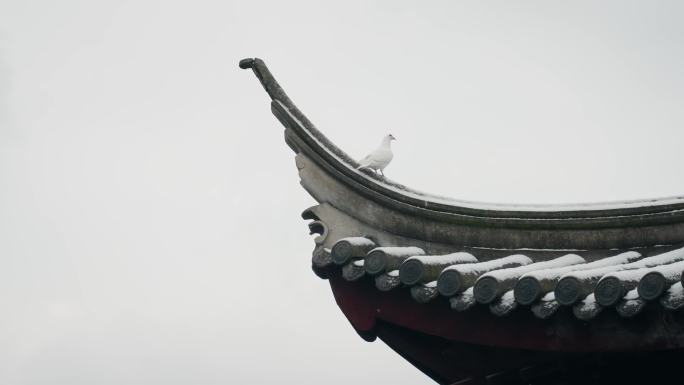 虎丘雪景腊梅 一榭园雪景