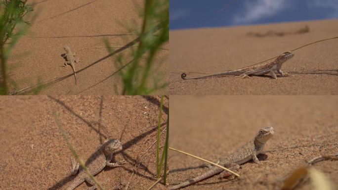 特写近景4K沙漠小动物沙蜥蜴