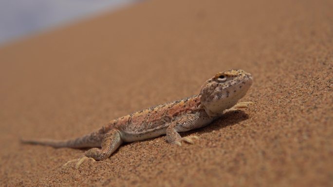沙漠小动物沙蜥蜴4K特写近景