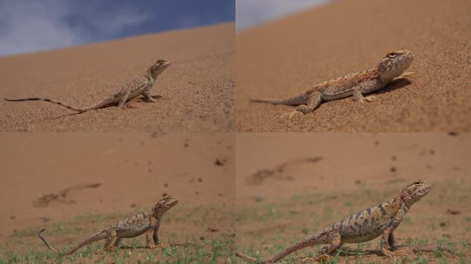 沙漠小动物沙蜥蜴4K特写近景
