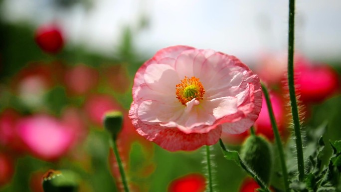 虞美人花、花卉、格桑花、春天花儿