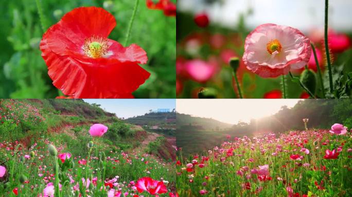 虞美人花、花卉、格桑花、春天花儿