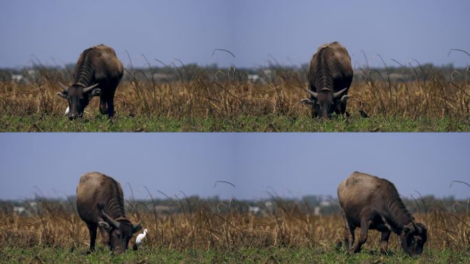 湿地水牛觅食