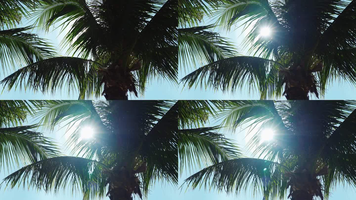 阳光穿过椰树