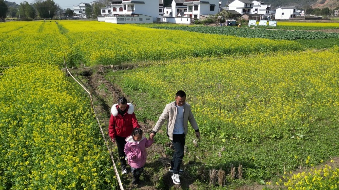 春天 乡村 油菜花