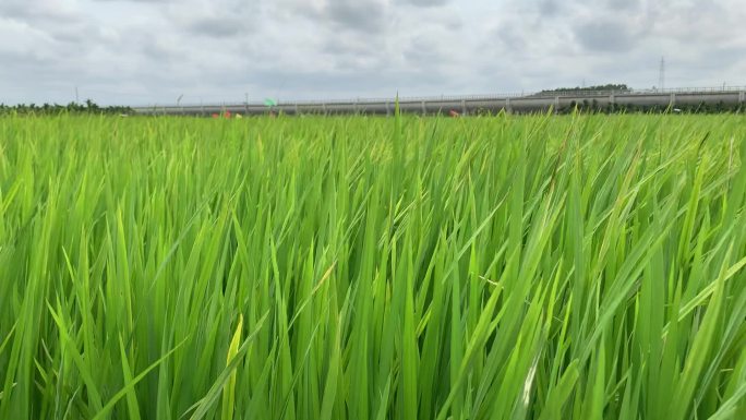 稻田稻香高铁站旁