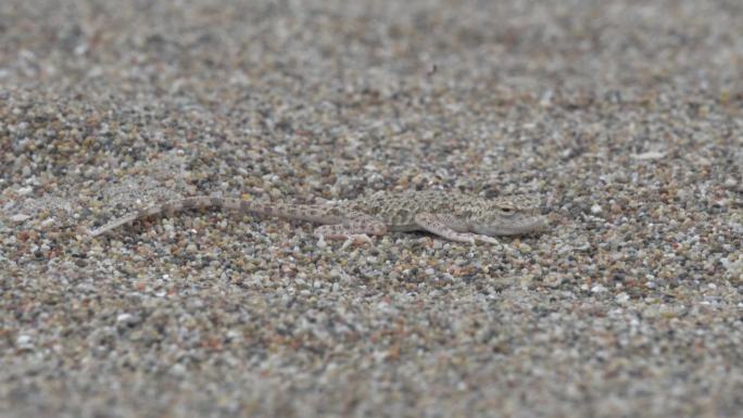 风沙中的沙漠沙蜥蜴