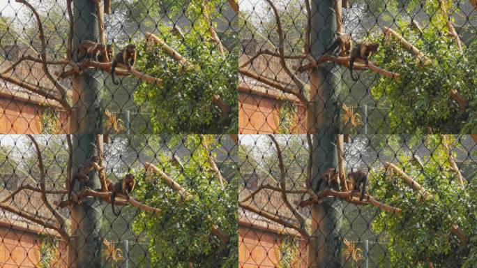 南宁动物园里的猴子 猴子 灵长类动物