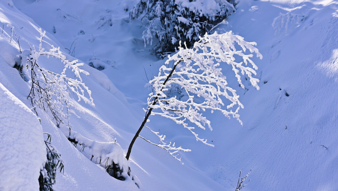 大熊猫国家公园龙苍沟原始森林唯美雪景