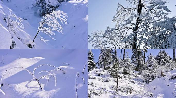 大熊猫国家公园龙苍沟原始森林唯美雪景