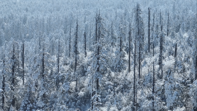 原始森林冰雪世界一缕阳光白雪树林航拍素材