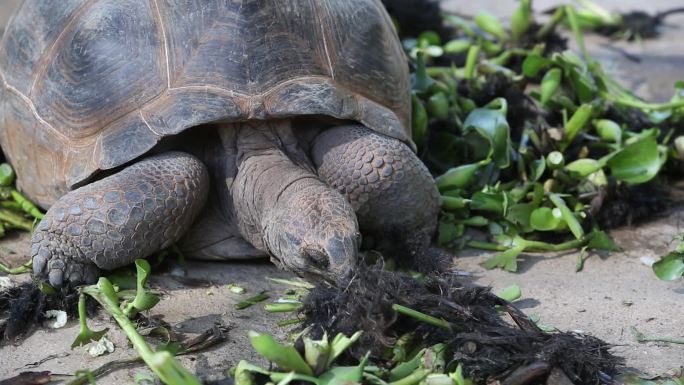 可爱动物陆龟象龟爬行休息进食