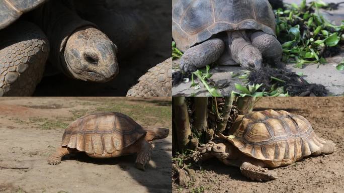 可爱动物陆龟象龟爬行休息进食