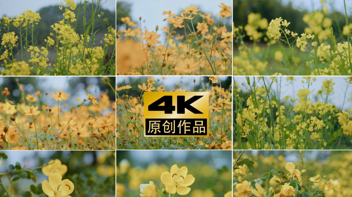 4K立春唯美春天花开蜜蜂采蜜风景自然片头