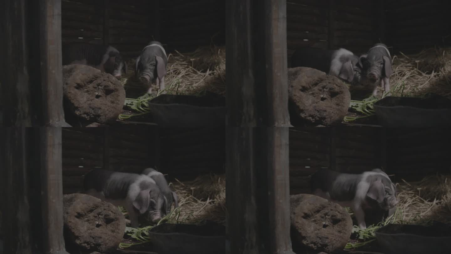 猪圈两只小花猪吃食2