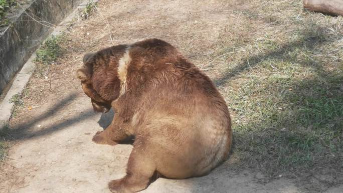大棕熊 大狗熊 大肥熊 晒太阳的熊