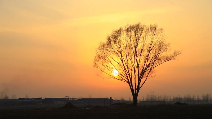 黄昏夕阳一棵柳树在田野上孤独苍凉有意境