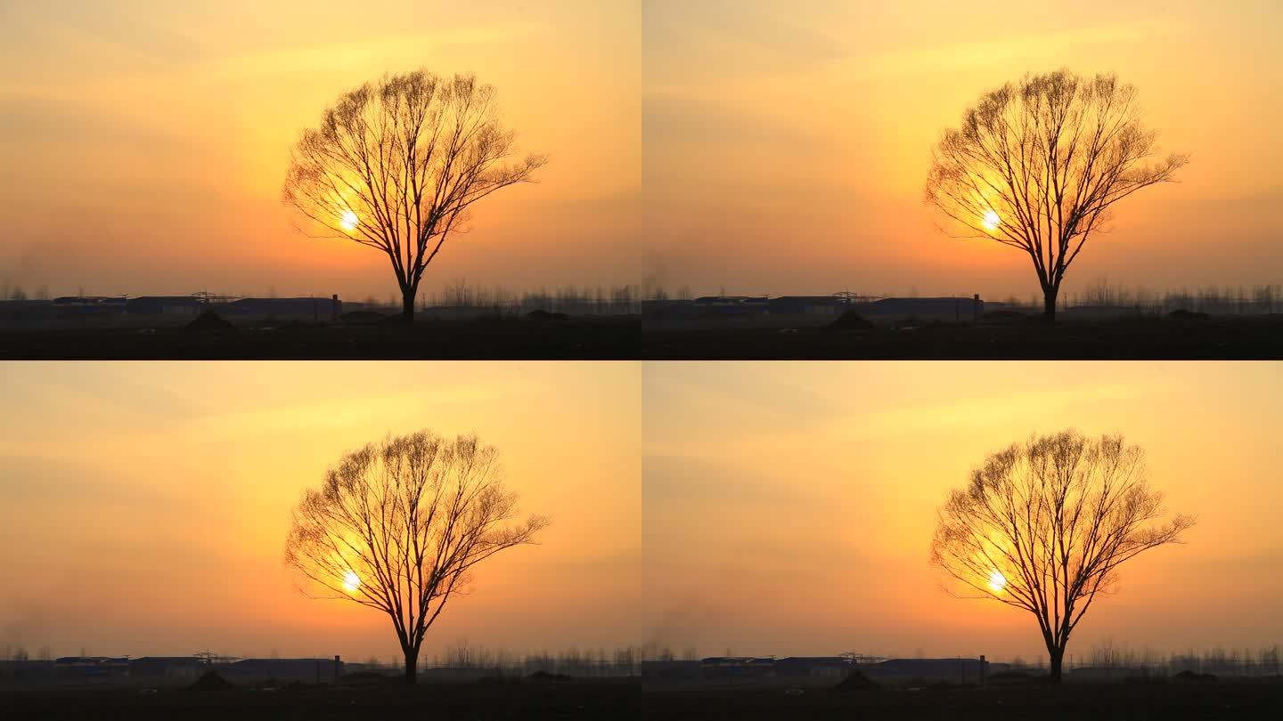 黄昏夕阳一棵柳树在田野上孤独苍凉有意境