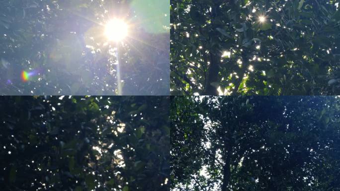 唯美阳光穿过树叶闪闪发光4k