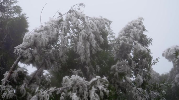 冬天寒冷气候树木结冰冰凌