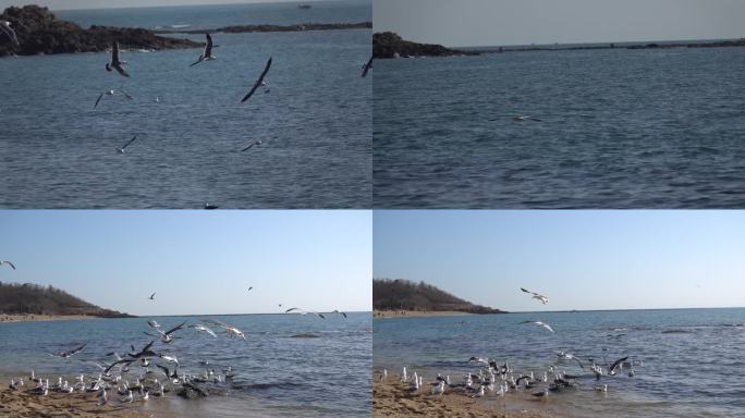 冬天冬日蓝色大海上飞翔的海鸥慢动作分镜