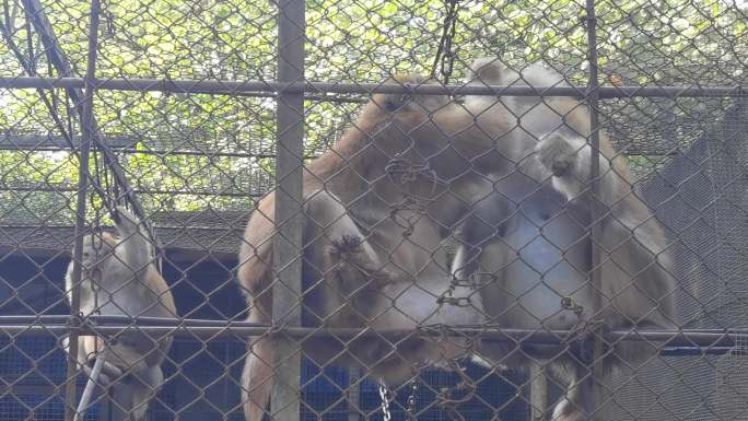 动物园里的猴 金丝猴长尾猴 南宁动物园
