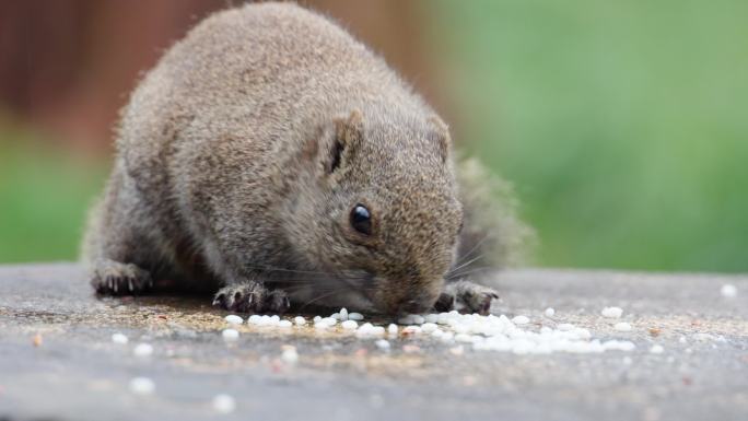 冬天西湖边的灰松鼠们吃什么？