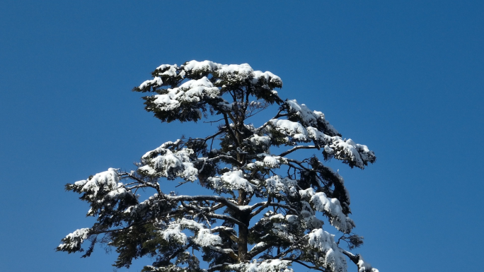 原始森林冰雪世界一缕阳光白雪树林航拍素材