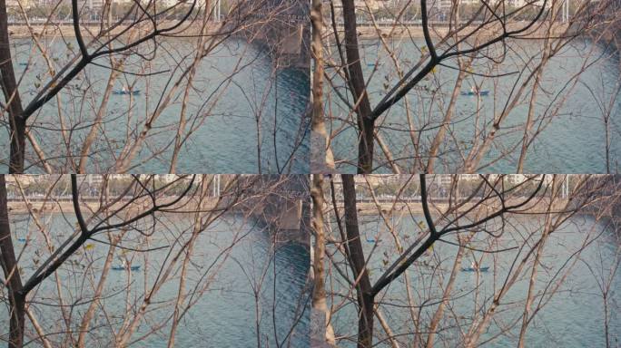 透过岸边枯木看河中小船 衡阳公铁大桥旁