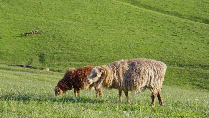 新疆伊犁大草原上吃草的牛马羊