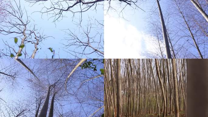 冬天树杆树枝树叶空境