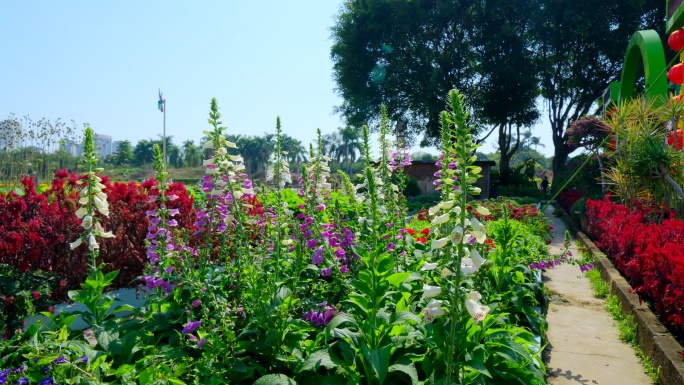 春天花园花坛鲜花盛开春暖花开