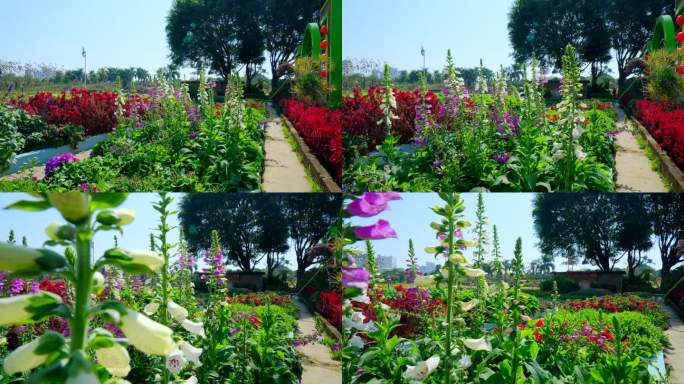 春天花园花坛鲜花盛开春暖花开