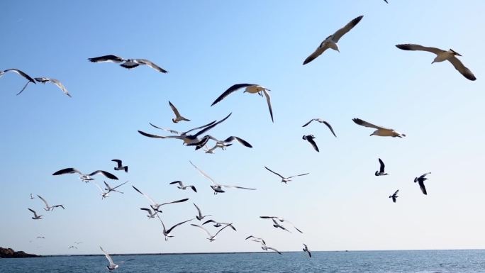 蔚蓝色大海上飞翔的海鸥慢动作