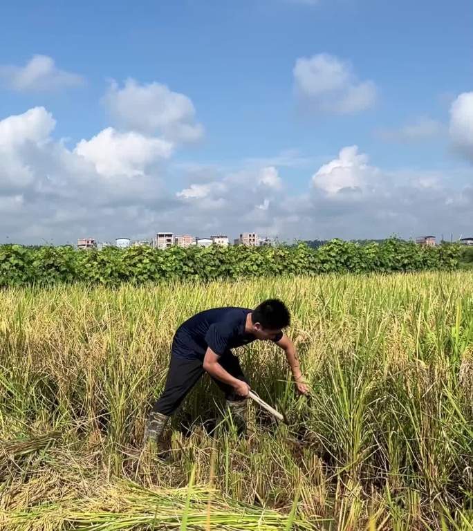 割稻谷实拍