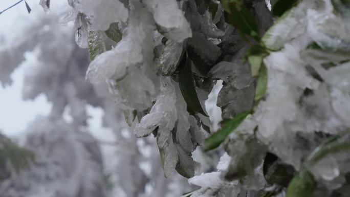 冬季 树木结冰 绿叶冰凌