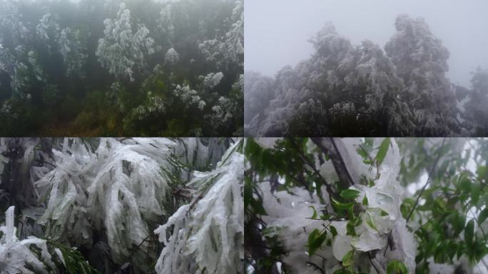 寒冷天气 雪松 冰