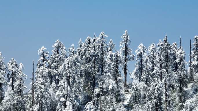 原始森林冰雪世界一缕阳光白雪树林航拍素材