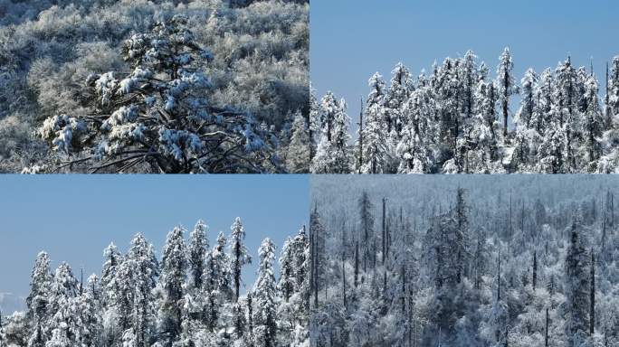 原始森林冰雪世界一缕阳光白雪树林航拍素材