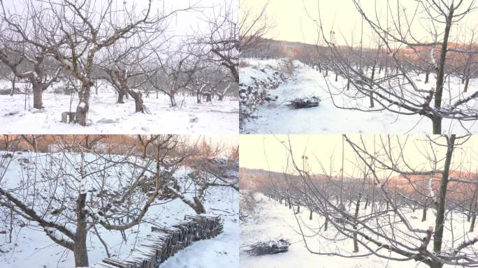 冬天苹果园雪景